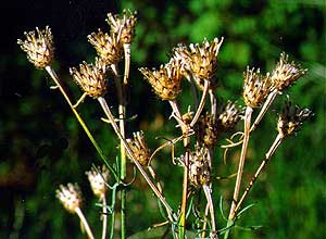 Seed Pods