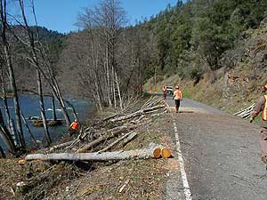 Down trees along river