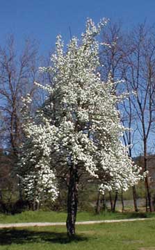 Tree in Bloom