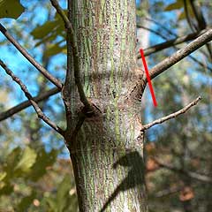 Maple Limb