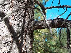 Ponderosa Limb