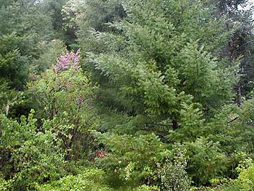 Dense Vegetation