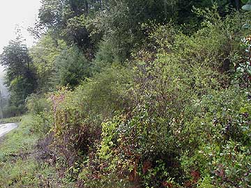 Overgrown Roadside