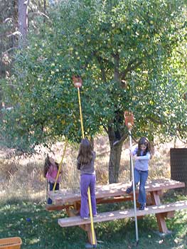 Picking Apples