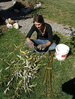 Stripping Willow Sticks