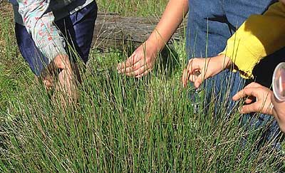 Wetland Rush