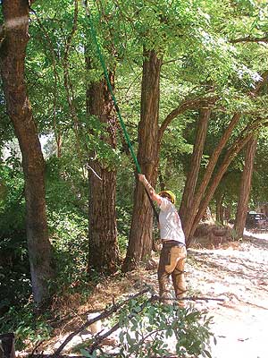 Crewmember Limbing Up A Tree