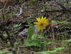 Wildflower bloom along
the trail in April.